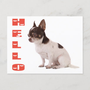 Postal Olá Chihuahua Puppy Dog Cartão Posto