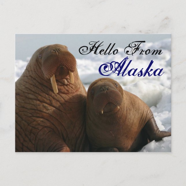 Postal Olá Do Cartão De Posto Do Alaska Walrus (Frente)