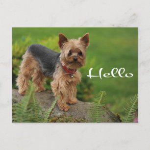 Postal Olá Yorkshire Terrier Puppy Dog Cartão Posto