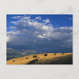 Postal Onde o búfalo vagueia o cartão