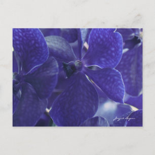 Postal Orquídeas Violeta Azul, fotografia macro, cartão p