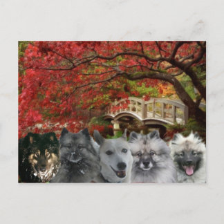 Postal Os cães do cartão da pensão
