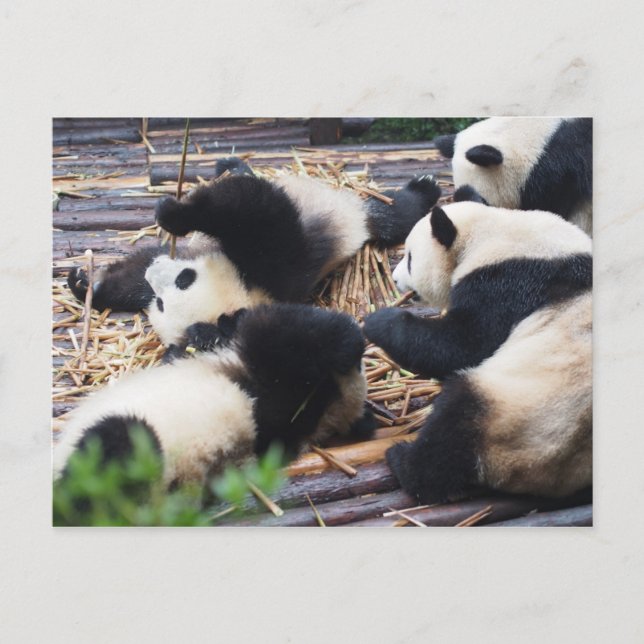 Postal Pandas, cartão de Chengdu, China (Frente)