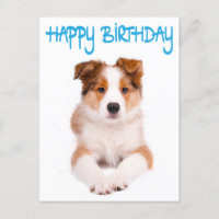 Parabéns Borda Collie Puppy Dog Cartão Posto