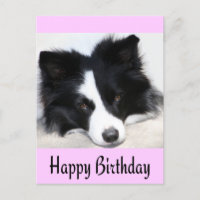 Parabéns Borda Collie Puppy Dog Cartão Posto