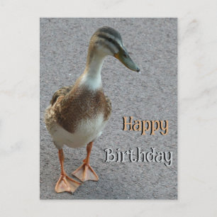 Postal Pato Fofo Andando Cust. Cartão de Aniversário