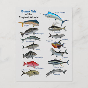 Postal Peixes do jogo do cartão atlântico tropical