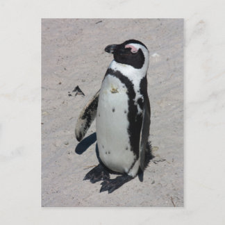 Postal Pinguim africano - cartão
