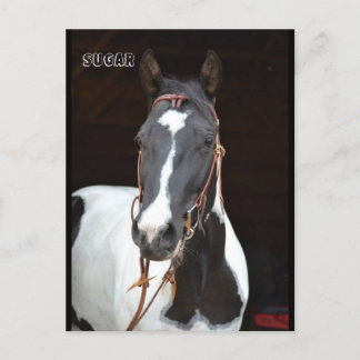 Postal Pinto Filly chamada cartão de posto "Açúcar"