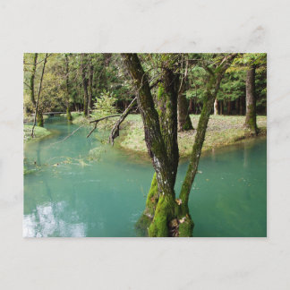 Postal Piscinas de Cachoeira da Floresta Serena Cartão Po