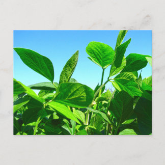 Postal Plantas de Soja Crescendo Sob o Céu Azul Cartão Po