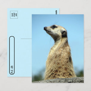 Postal Postcross - Meerkat - Cartão de Saudação Patrol