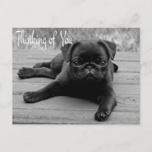 Postal Pug Filhote Cachorro Cartão de Abertura Pensando e