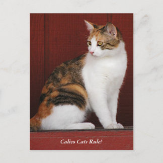 Postal Regra dos gatos de chita! Cartão