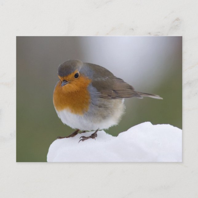 Postal Robin Europeu no cartão de neve (Frente)