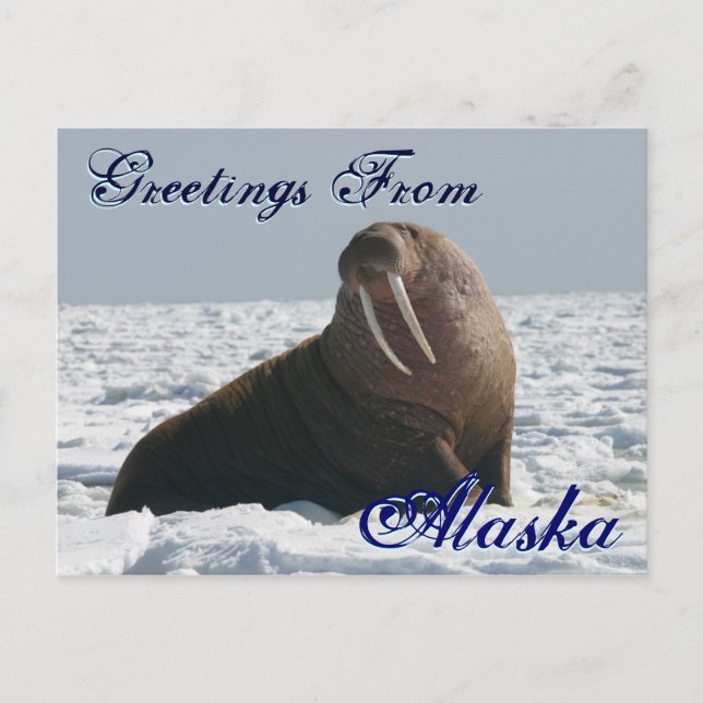 Postal Saudações Do Cartão De Posto Bull Walrus Do Alaska (Frente)