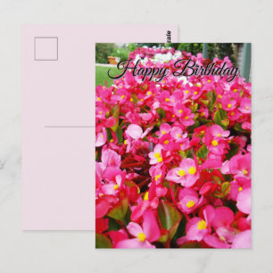Postal Sensação de Begônia Rosa Quente, Cartão de Anivers
