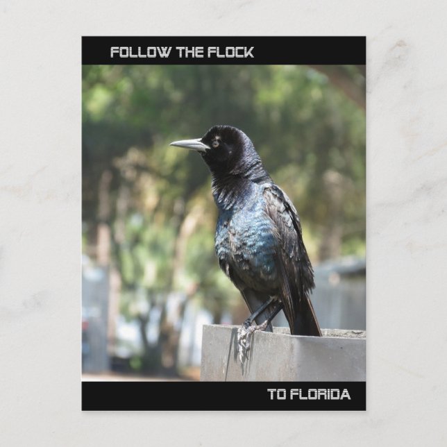 Postal Siga o cartão de Posto de bloqueio na Flórida (Frente)