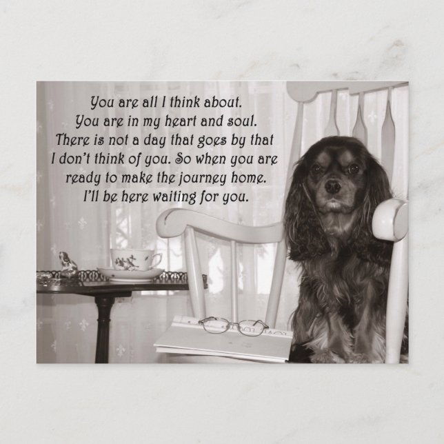 Postal Sinto Saudades: Um Cartão de Cavalier King Charles (Frente)