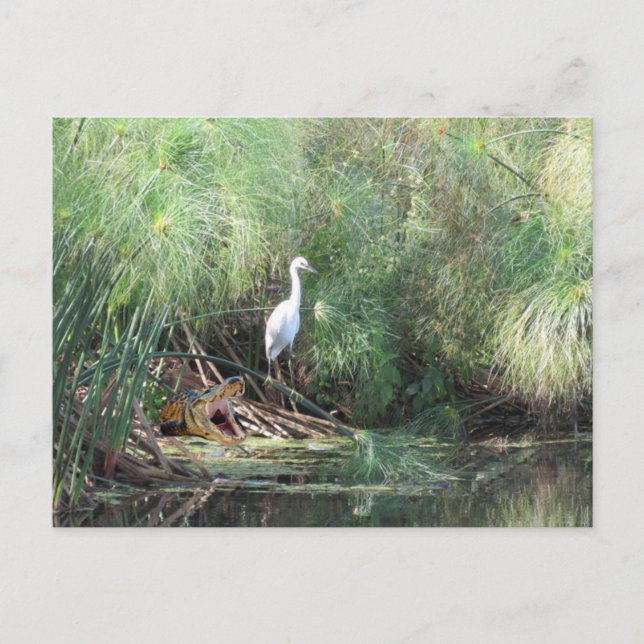 Postal Snowy Egret e Falso Gator - Cartão de Saudação (Frente)