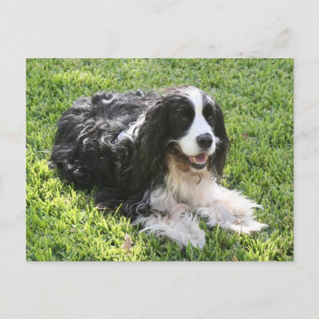 Postal Spaniel de Springer inglês -- Cartão (Frente)