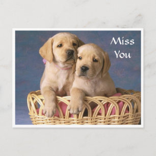 Postal Srta. Labrador Retriever Puppy Cartão Posto