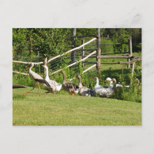 Postal Stork liderando o cartão de saudação do desfile