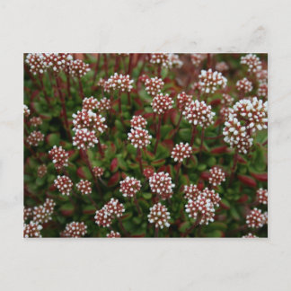 Postal succulents em cartão do primavera