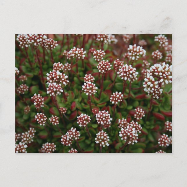 Postal succulents em cartão do primavera (Frente)