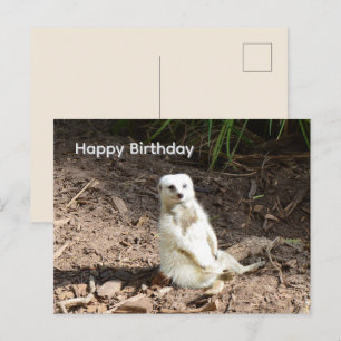 Postal Suricata Branca Safada, Cartão de Aniversário