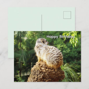 Postal Suricata Com Alta Visão, Cartão de Aniversário