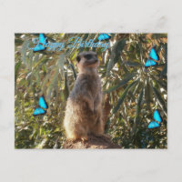 Suricata E Borboletas Azuis, Cartão de Aniversário