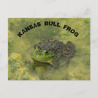 Postal Tiro de perto do sapo-touro do Kansas em cartão po