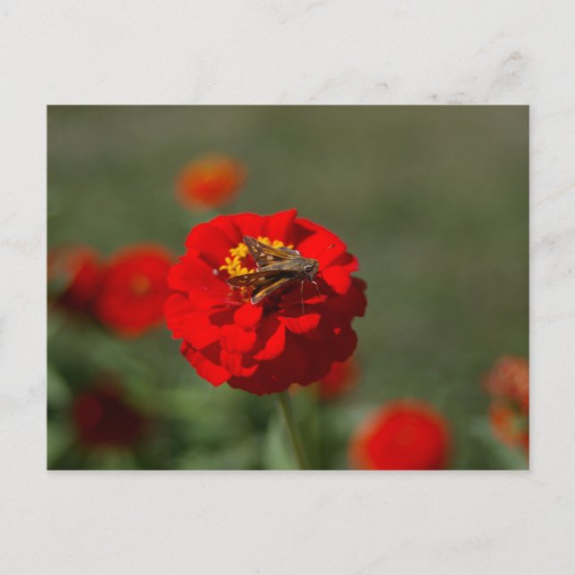 Postal Traça e cartão vermelho do Zinnia (Frente)