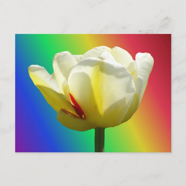 Postal Tulip Amarelo Branco Fechar o Rainbow DIY Cartão P (Frente)
