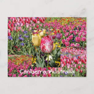 Postal tulip festival, Canberra, Austrália - cartão pos