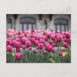 Postal Tulipas cor-de-rosa em Montreal, Canadá - Cartão p