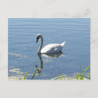 Postal Único cartão da cisne