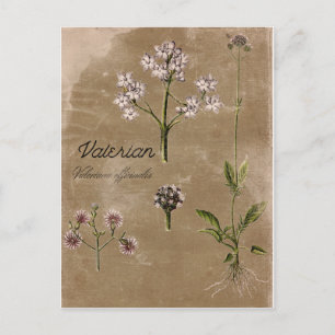Postal Vintage Style Valerian Herb Plant - Cartão Postad