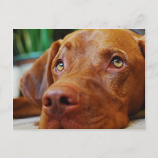 Postal VIZSLA - cartão