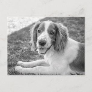 Postal Welsh Springer Spaniel - Preto e Branco Cartão p