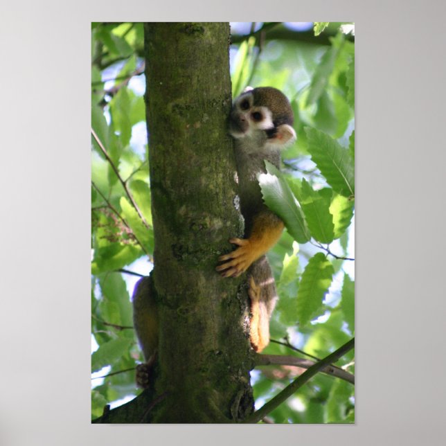 Poster (Frente)