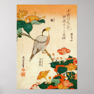 Póster オシロイバナに小鳥, pássaro do 北斎 e