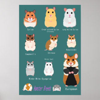 POSTER ハ ム ス タ 種 の 類 一 覧