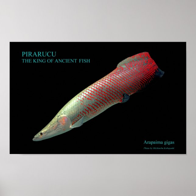 PÓSTER ピ ラ ル ク ポ の ス タ ー (Frente)