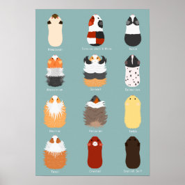 POSTER モ ル モ ト 種 の 類 一 覧 