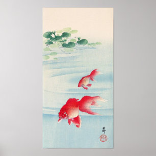 Póster 睡蓮と金魚, lírio de água do 古邨 e peixe