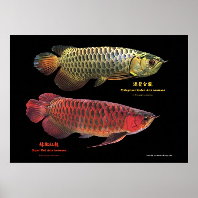 Póster 金と赤のAsian Arowana (Frente)