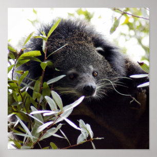 Póster 005Bearcat