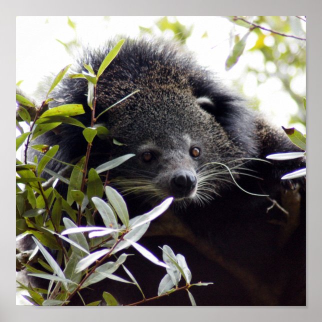 Póster 005Gato de barriga (Frente)